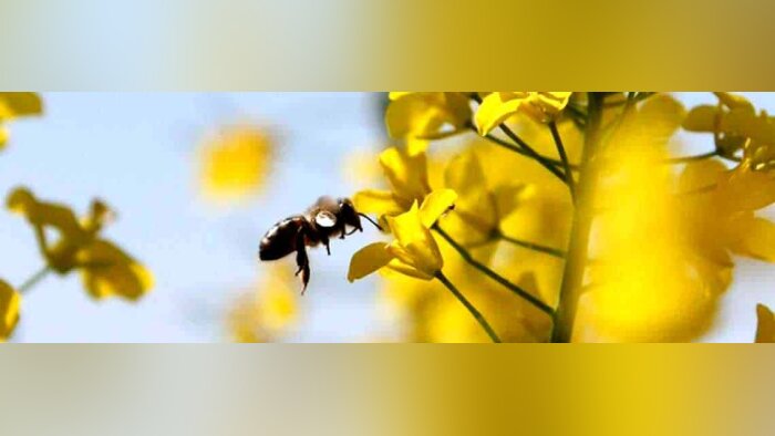 Pollinisateurs, l’Efsa propose quatre approches pour les protéger