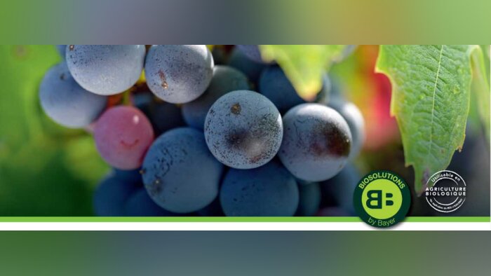 Rhapsody®, le biocontrôle efficace pour la protection botrytis de la vigne