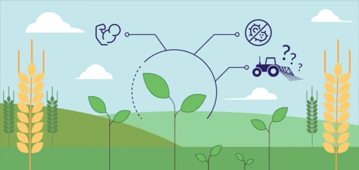 Une huile d’orange, essentielle pour assurer la conservation de vos pommes de terre