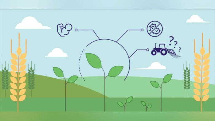 Une huile d’orange, essentielle pour assurer la conservation de vos pommes de terre