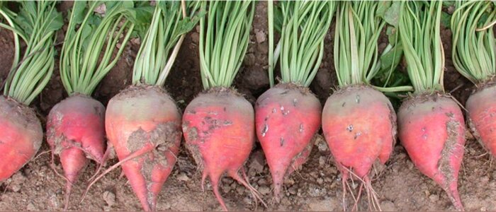 Quatre nouvelles variéts de betteraves fourragères ont été inscrites au CTPS (©geves) - © D.R.