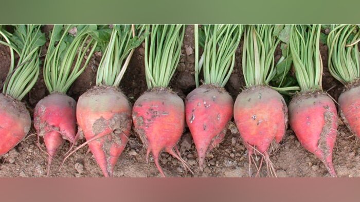 Quatre nouvelles variéts de betteraves fourragères ont été inscrites au CTPS (©geves) - © D.R.