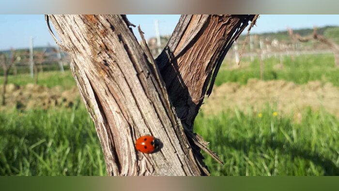 Lancement du projet européen « Protect and Promote Crop Wild Relatives » 2024-2029