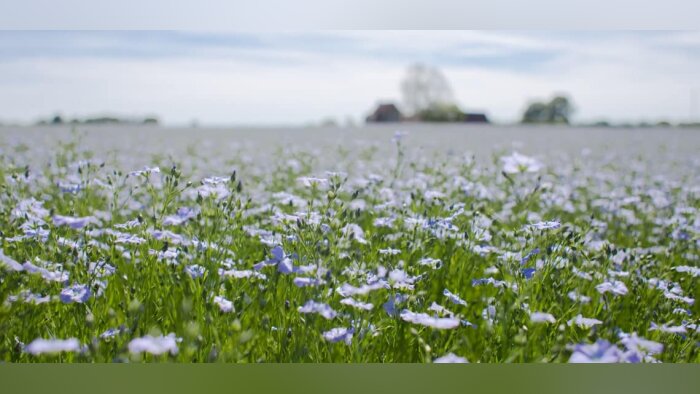 Le marché des biostimulants ralentit pour la seconde année consécutive