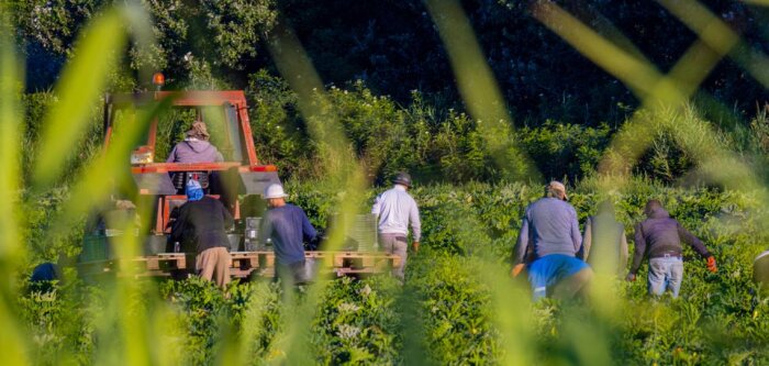 Crédits carbone, le Crédit Agricole et France Carbon Agri ouvrent leur offre de services