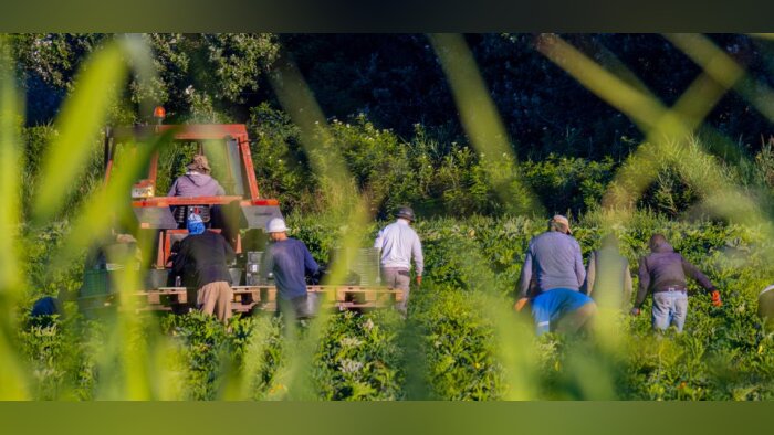 Crédits carbone, le Crédit Agricole et France Carbon Agri ouvrent leur offre de services