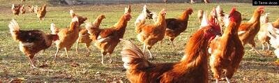 Antibiotiques dans l’UE, une tendance positive mais des résistances accrues