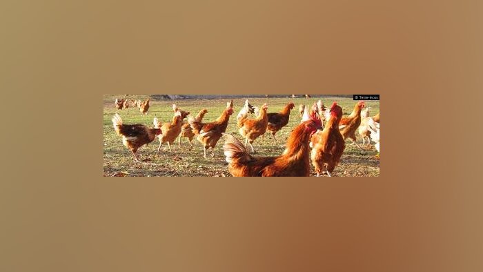Antibiotiques dans l’UE, une tendance positive mais des résistances accrues