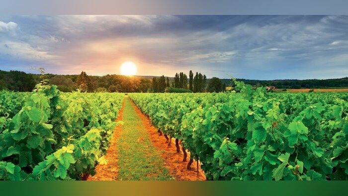 Mildiou de la vigne, Profiler maintient son niveau d’efficacité