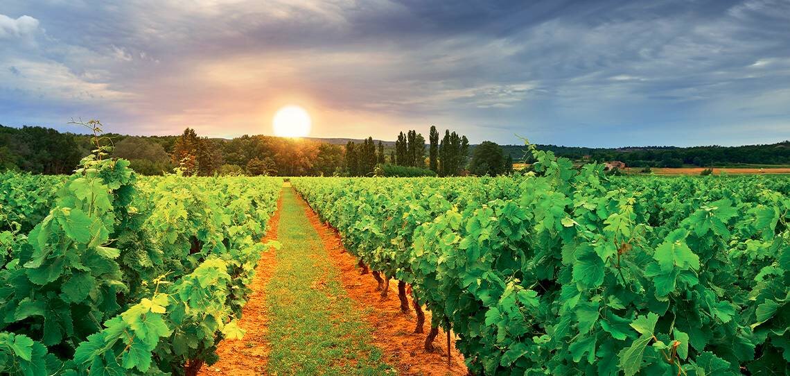 Mildiou de la vigne, Profiler maintient son niveau d’efficacité - © D.R.