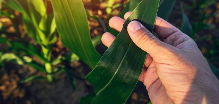 50 ans d’expertise sur la nutrition active et biostimulante pour Agronutrition