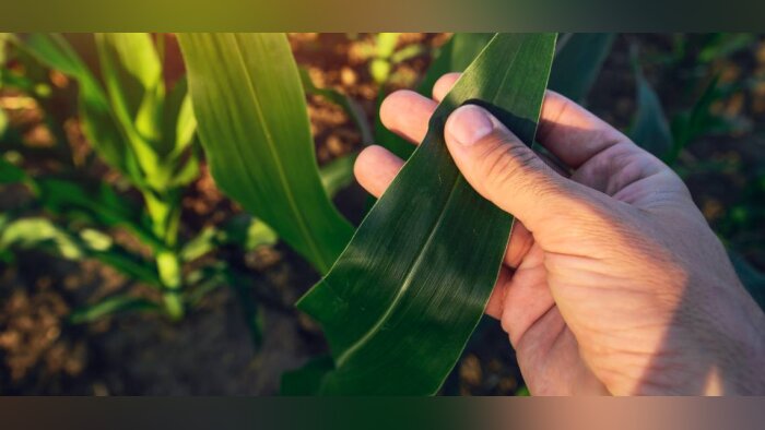 50 ans d’expertise sur la nutrition active et biostimulante pour Agronutrition