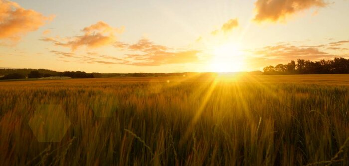 Syngenta et Valagro clarifient leur stratégie d’innovation en biosolutions