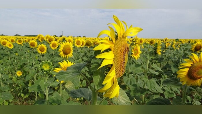 Après les sanctions, les VRTH trouvent leur équilibre