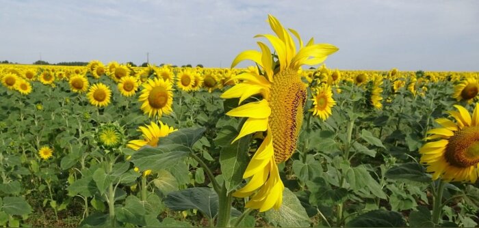 L’Inrae s’intéresse aux cultures intermédiaires sur tournesol
