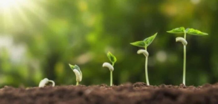 Le marché de la fertilisation organique
