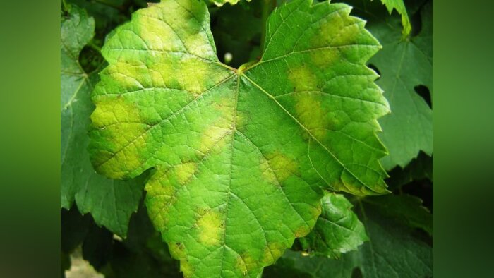 Efficacité du produit de biocontrôle AXPERA sur le mildiou de la vigne en conditions difficiles