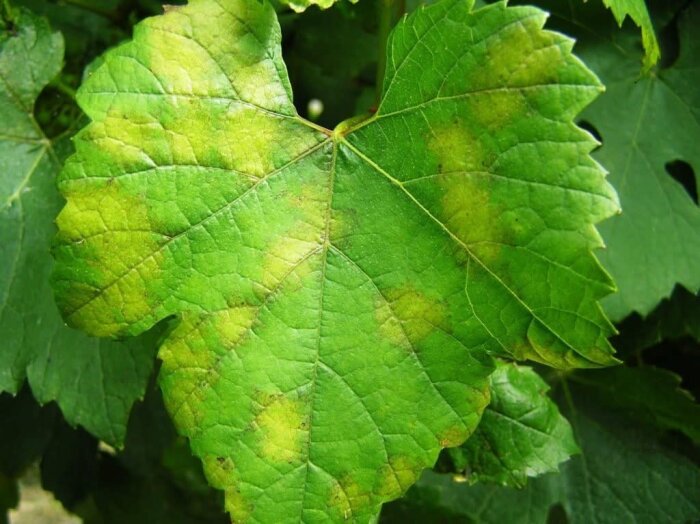 Efficacité du produit de biocontrôle AXPERA sur le mildiou de la vigne en conditions difficiles