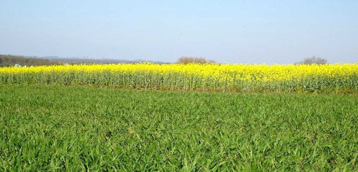 Soufflet a valorisé 25 000 tonnes de colza en bas GES