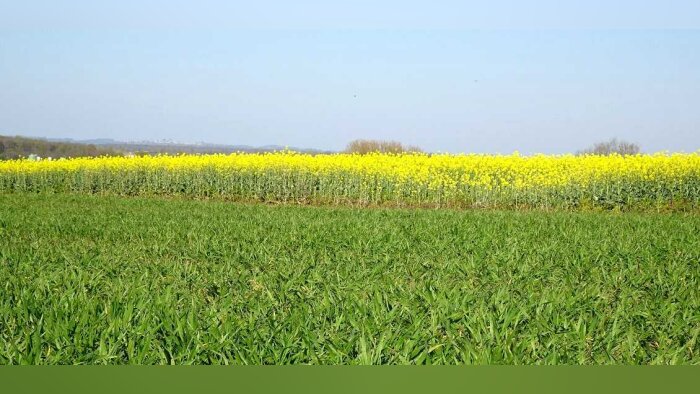 Soufflet a valorisé 25 000 tonnes de colza en bas GES