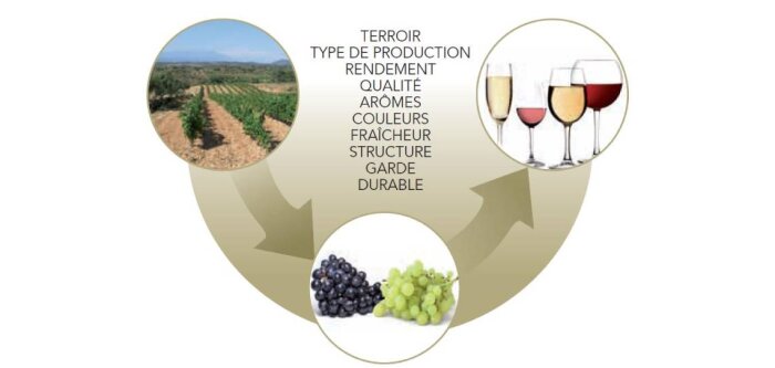 Agro-œnologie : une nutrition équilibrée, de beaux raisins, un vin de qualité