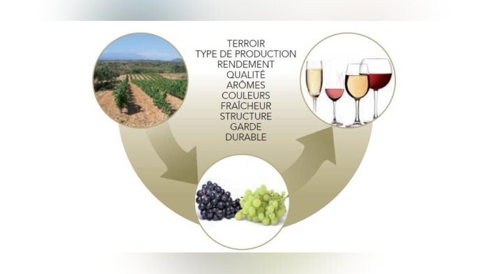 Agro-œnologie : une nutrition équilibrée, de beaux raisins, un vin de qualité