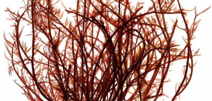 Sealica : une nouvelle avancée sur les algues brevetée par Olmix