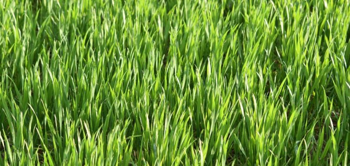 Comment améliorer les performances des herbicides ALS ?