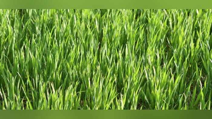 Comment améliorer les performances des herbicides ALS ?