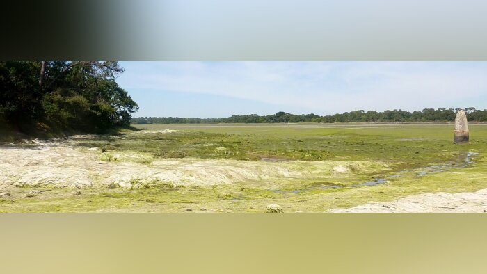 Algues vertes, un rapport provisoire de la Cour des comptes dresse un bilan mitigé du Plav