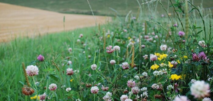 Solagro publie le volet dédié à la biodiversité de la prospective Afterres 2050