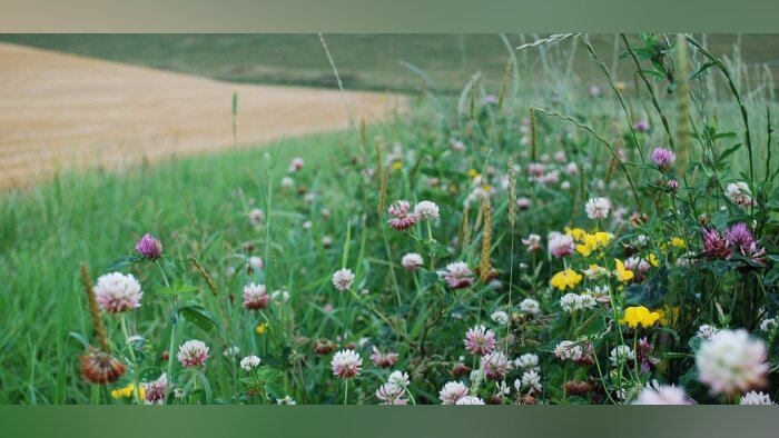 Solagro publie le volet dédié à la biodiversité de la prospective Afterres 2050