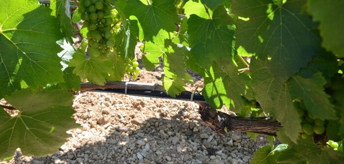 Gel de printemps, Soufflet Vigne équipe ses clients