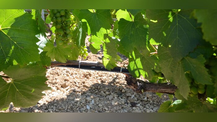 Gel de printemps, Soufflet Vigne équipe ses clients