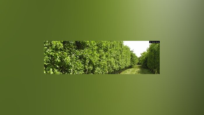 Fruits et légumes, les interprofessions européennes s’associent pour peser dans les politiques