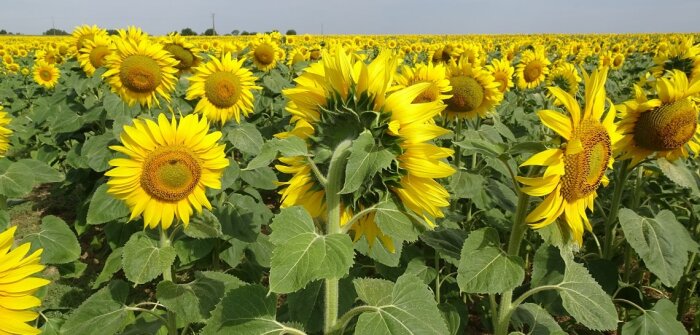 Partenariat entre BASF France - Division Agro et Elicit Plant sur deux biosolutions