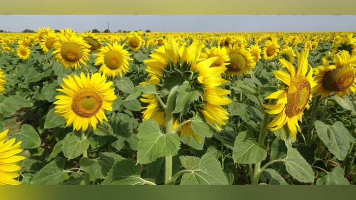 Partenariat entre BASF France - Division Agro et Elicit Plant sur deux biosolutions