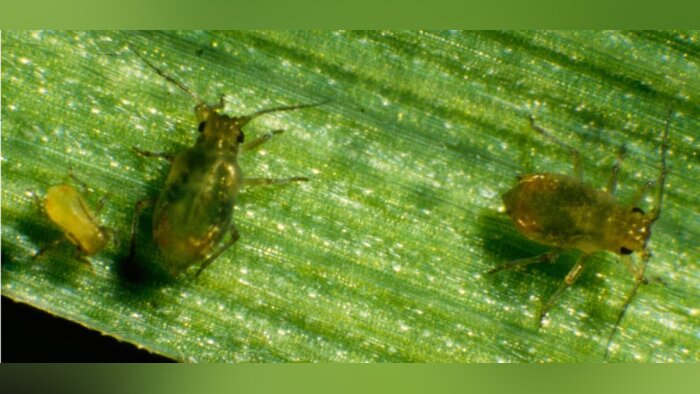 Pucerons, des symptômes qui ne trompent pas