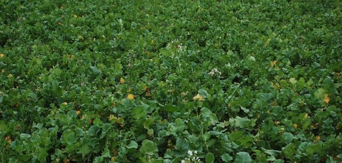 L’Acta livre des premiers résultats sur l’effet biocide de la biofumigation