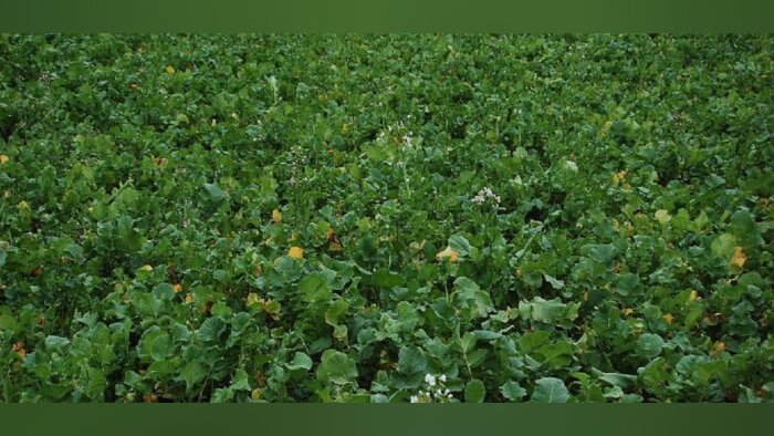 L’Acta livre des premiers résultats sur l’effet biocide de la biofumigation