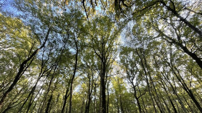 Crédits nature : un nouveau levier de financement privé pour l’agriculture et la forêt durables