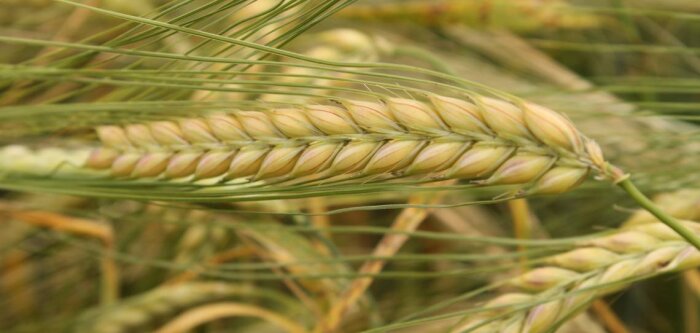 CB Score et Lexy, deux nouvelles orges de printemps distinguées par le comité orge-malt-bière