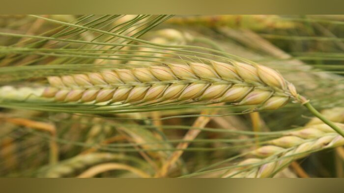 CB Score et Lexy, deux nouvelles orges de printemps distinguées par le comité orge-malt-bière