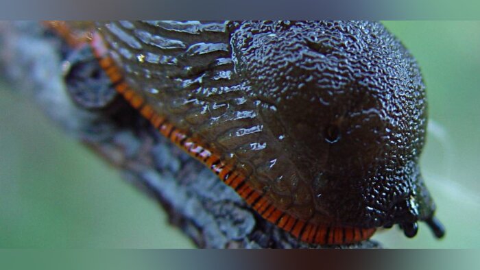 Anti-limaces sur céréales d’hiver, optez pour une solution non contraignante et plus efficace