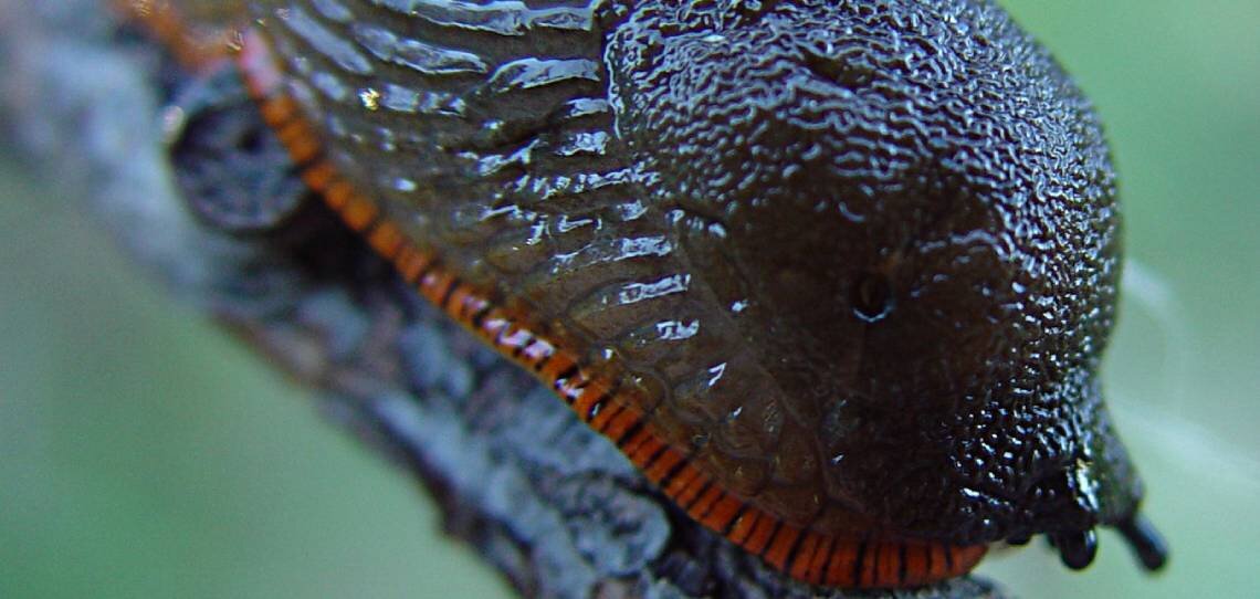 Anti-limaces sur céréales d’hiver, optez pour une solution non contraignante et plus efficace - © D.R.