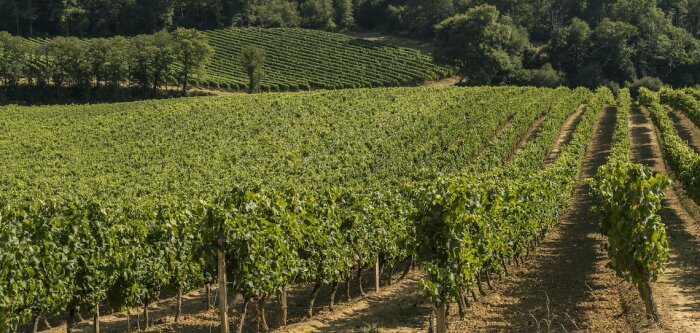 Vivadour fusionne avec Les Vignerons du Gerland