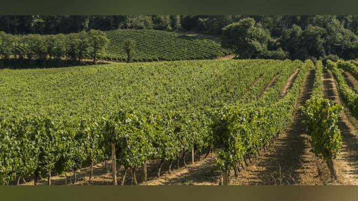 Vivadour fusionne avec Les Vignerons du Gerland