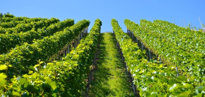 Sept coopératives de Nouvelle-Aquitaine sélectionnées dans Néo Coop