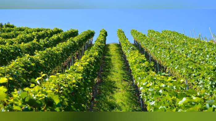 Sept coopératives de Nouvelle-Aquitaine sélectionnées dans Néo Coop
