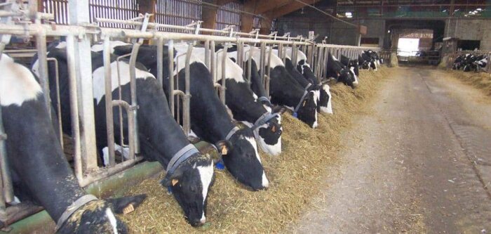 Les ventes d’antibiotiques vétérinaires diminuent de plus de 10 %